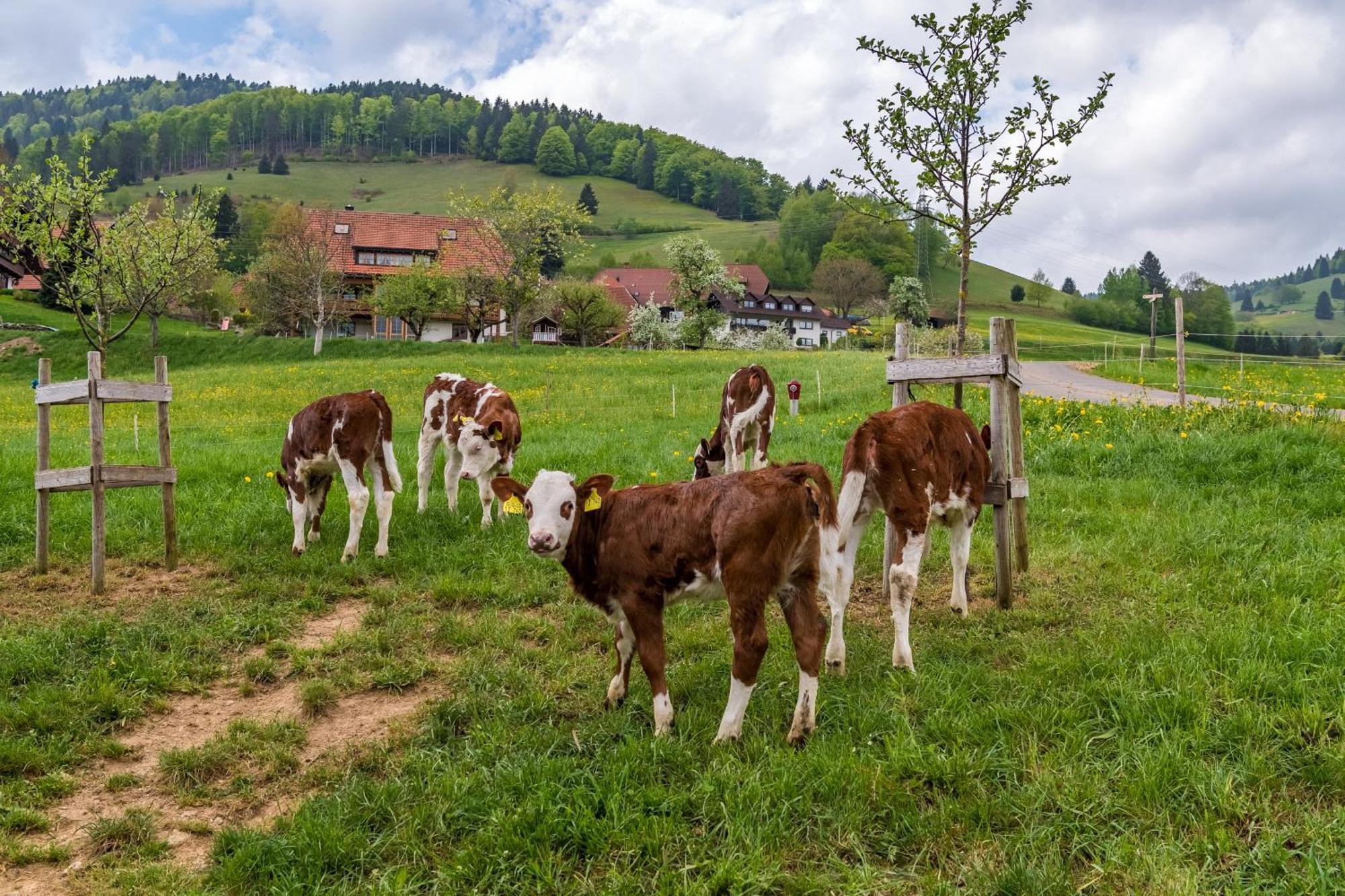 Apartamento Schwarzwaldliebe Frohnd Exterior foto